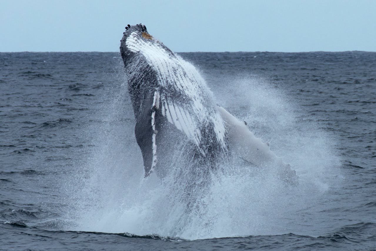 Whale-Watching